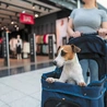 Psiecko? Popkultura robi wszystko, by słowo „dziecko” powiązać z hasłem „balast”