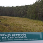 Między lasami