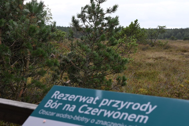 Między lasami