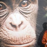 W wieku 91 lat zmarła Jane Goodall, przełomowa badaczka i obrończyni przyrody