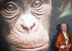 W wieku 91 lat zmarła Jane Goodall, światowej sławy badaczka szympansów