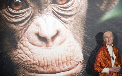 W wieku 91 lat zmarła Jane Goodall, światowej sławy badaczka szympansów