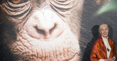 W wieku 91 lat zmarła Jane Goodall, światowej sławy badaczka szympansów