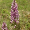 Orchis militaris