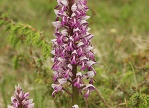 Orchis militaris