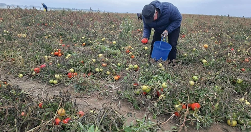 Polacy ruszyli na samozbiory. Czy to uratuje polskiego rolnika?