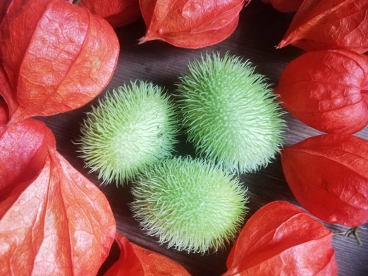 Spotkania z przyrodą: Jeżyki na balkonie