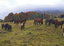 I opustoszały połoniny… Spęd koni huculskich w Beskidzie Niskim