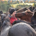 Spęd koni huculskich w Regietowie