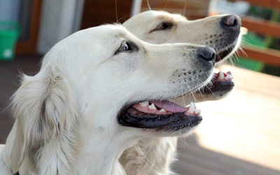 Większość ataków psów to efekt błędów człowieka