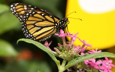 GMO – za czy przeciw?