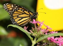 GMO – za czy przeciw?