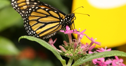 GMO – za czy przeciw?