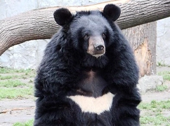 Japonia: Władze zaangażowały armię do walki z niedźwiedziami