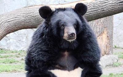 Niedźwiedź himalajski