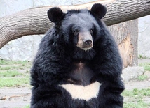 Niedźwiedź himalajski