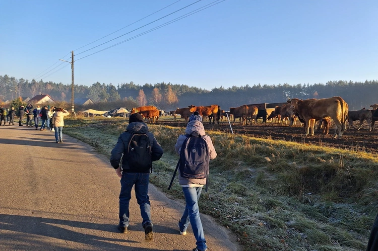 Wyjściu z Wyszewa towarzyszyły malownicze widoki i... dwa stada bydła.