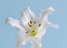 Czystość – pojednanie zmysłów