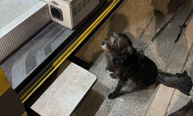 Pies uratował swojego 71-letniego opiekuna