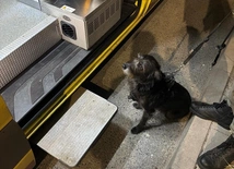 Pies uratował swojego 71-letniego opiekuna