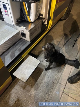 Pies uratował swojego 71-letniego opiekuna