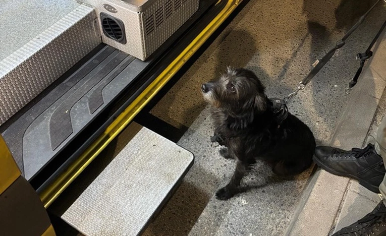 Pies uratował swojego 71-letniego opiekuna