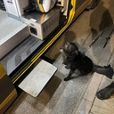 Pies uratował swojego 71-letniego opiekuna