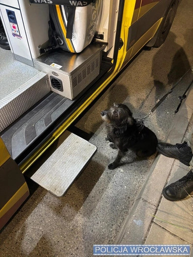 Pies uratował swojego 71-letniego opiekuna