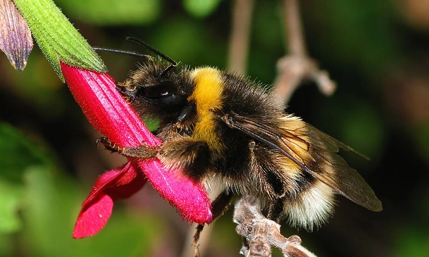 Bombus terrestris 