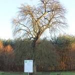 Wał-Ruda. Droga Krzyżowa z bł. Karoliną w 111. rocznicę jej męczeńskiej śmierci