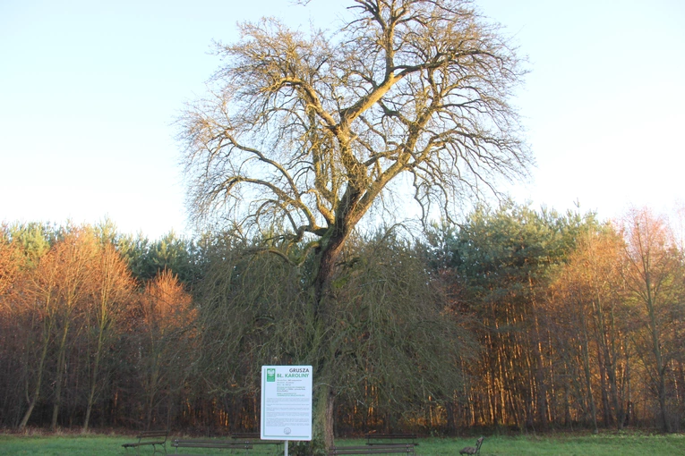 Wał-Ruda. Droga Krzyżowa z bł. Karoliną w 111. rocznicę jej męczeńskiej śmierci