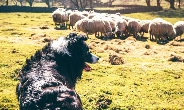 Każdemu pasterzowi na świecie towarzyszy pies. Tak samo było w Betlejem ponad dwa tysiące lat temu. Pies bronił trzody przed drapieżnikami, trzymał ją razem, by nie rozpierzchła się po okolicy, i zapędzał zwierzęta do zagrody