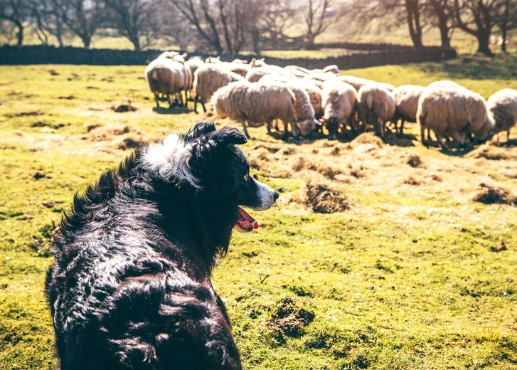 Każdemu pasterzowi na świecie towarzyszy pies. Tak samo było w Betlejem ponad dwa tysiące lat temu. Pies bronił trzody przed drapieżnikami, trzymał ją razem, by nie rozpierzchła się po okolicy, i zapędzał zwierzęta do zagrody