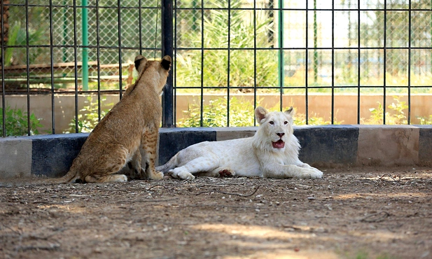 Większość białych lwów  i tygrysów rodzi się w niewoli