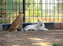 Większość białych lwów  i tygrysów rodzi się w niewoli
