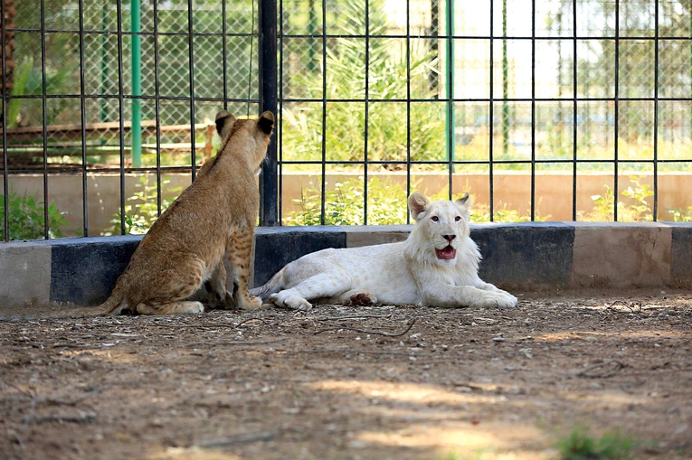 Większość białych lwów  i tygrysów rodzi się w niewoli