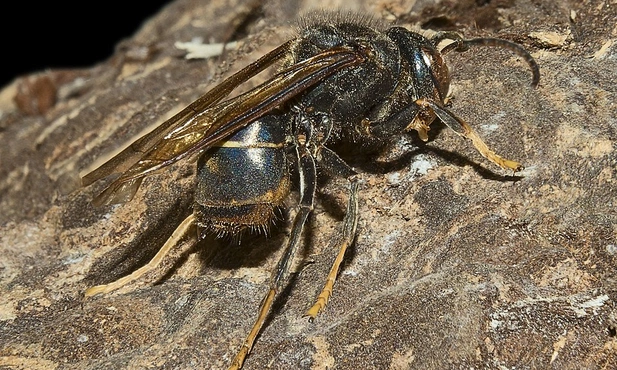 Vespa velutina czyli szerszeń żółtonogi