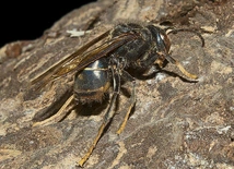 Vespa velutina czyli szerszeń żółtonogi