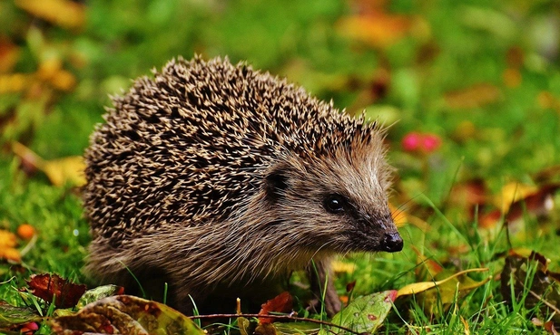 Trudna jesień dla jeży 