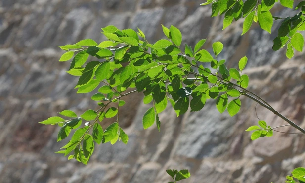 Leon XIV do Kościoła w Turcji: o logice małości