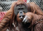 Kuchnia orangutanów
