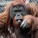 Kuchnia orangutanów