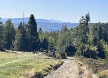 A przyroda taka piękna...