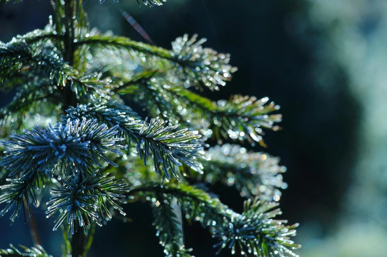 Choinka dla Życia: podaruj krew