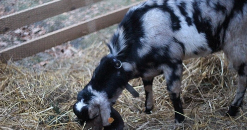 Żywa Szopka w Krakowie 2025