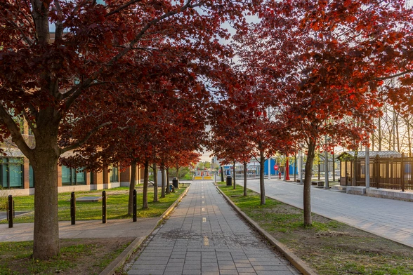 Drzewa w miastach to mniej chorych na serce