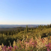 Na dalekiej północy. W Arktyce