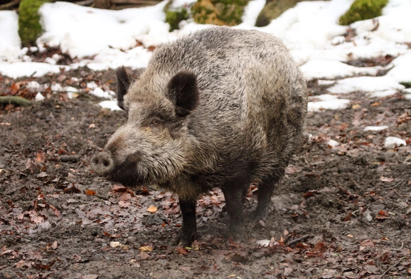 Dziki w miastach to nie inwazja
