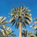 Około 60 lat temu odnaleziono nasiona palmy daktylowej z czasów Pana Jezusa. Po dwóch tysiącach lat naukowcy obudzili uśpione w nich życie 