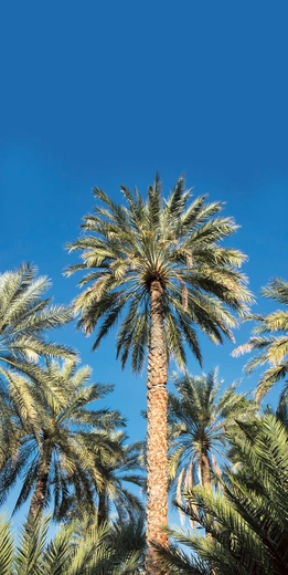 Około 60 lat temu odnaleziono nasiona palmy daktylowej z czasów Pana Jezusa. Po dwóch tysiącach lat naukowcy obudzili uśpione w nich życie 